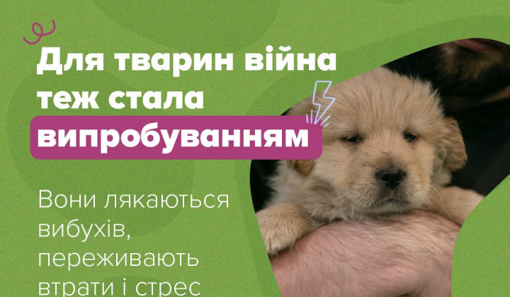 Війна позбавляє тварин домівок