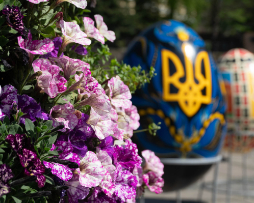 Яскраві квіткові плантації в Ужгороді