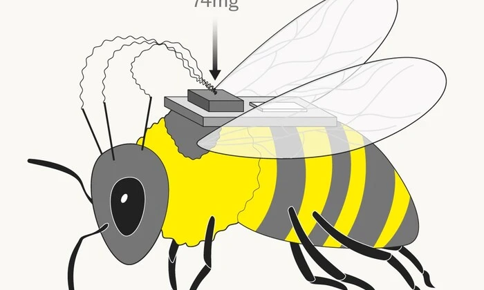 Китайські вчені створюють армію бджіл-кіборгів