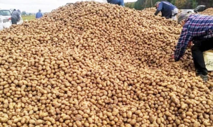 Польський фермер втратив картоплю