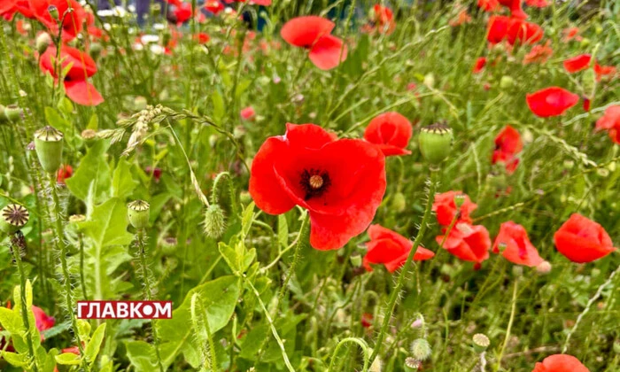 Погода 10 июля: жара и дождь