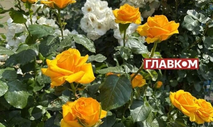 Панорама города в жару