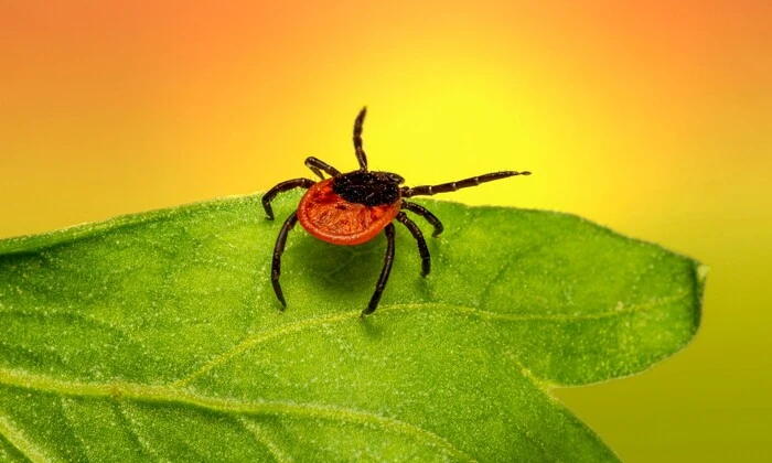 Растения, вызывающие аллергию с клещами