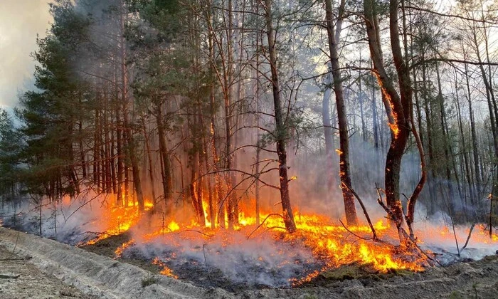 Руйнування природи від пожеж українських екосистем