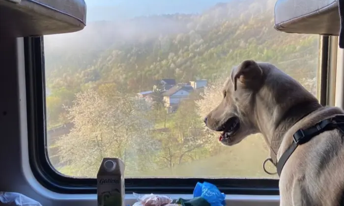 Тварини і птахи в потязі