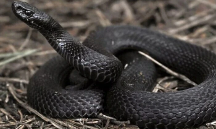 Укус змії - причина госпіталізації 8-річної дівчинки