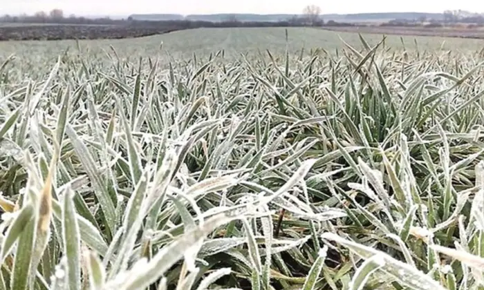 Заморожені озимі культури на Херсонщині