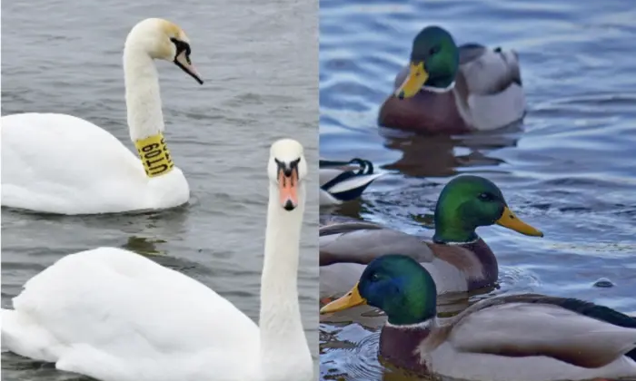 Стріляють у диких птахів для контролю чисельності