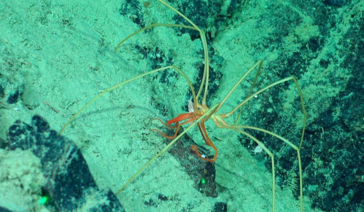 Partnership of amphipods and giant sea spiders