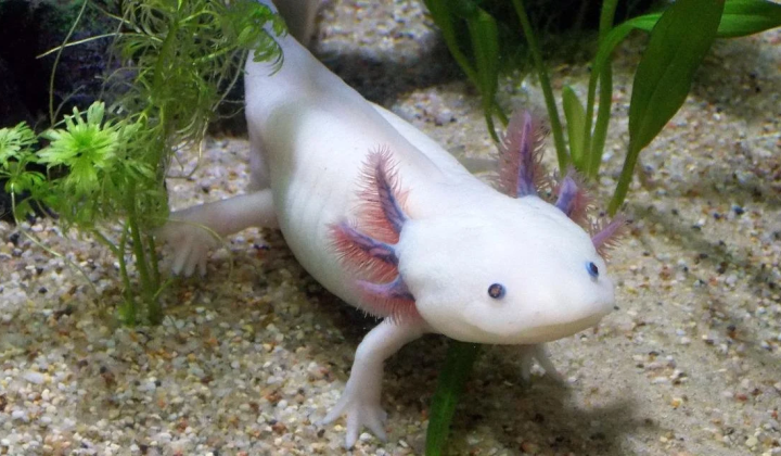 Axolotls choose wider passages even in darkness