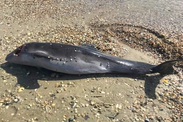 група дельфінів в морі Одеси