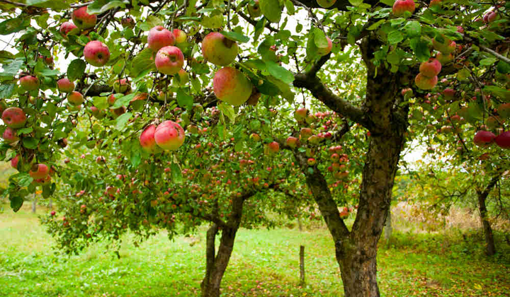 Амбициозный садовник с крупными грантами