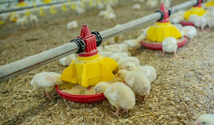 Зображення птиці під час блекауту