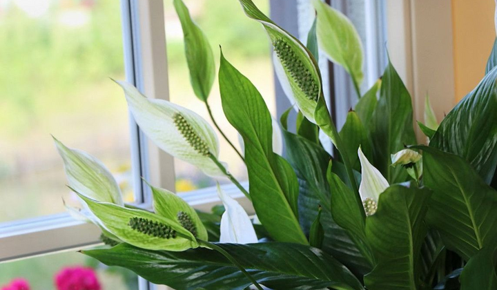 Зелень для чистого повітря вдома