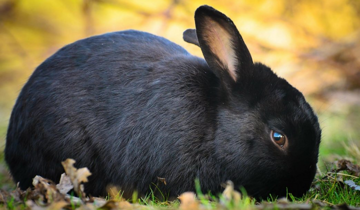 Чёрный кролик на зелёной траве