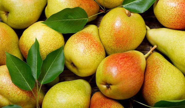 Груши недавно посадили в оранжерее