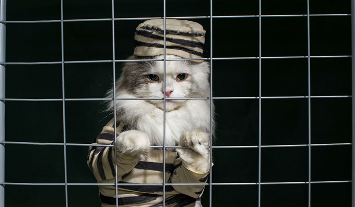4 котика лежат на солнце