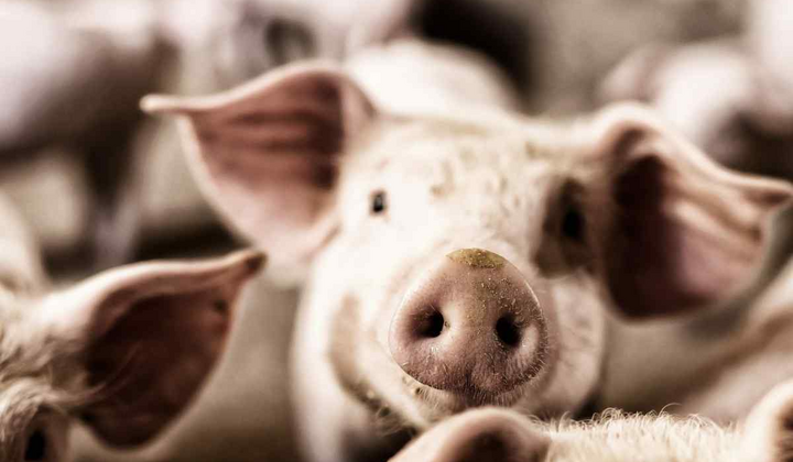 Зображення мапи Африканської чуми в Україні