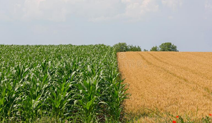 Транспортировка зерна в Украине