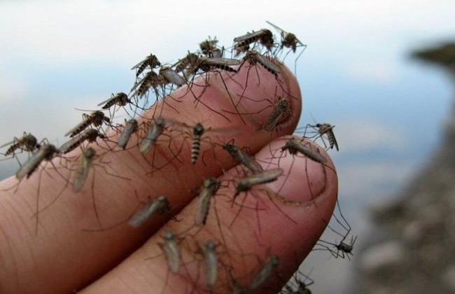 Поведение комаров в обществе людей