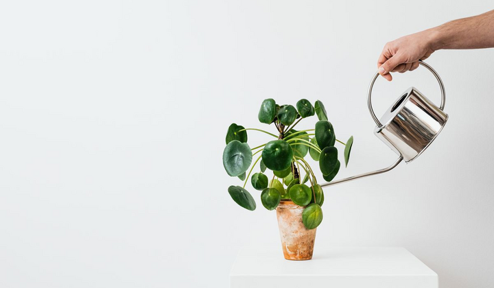 Вчасний полив для здорових кімнатних рослин