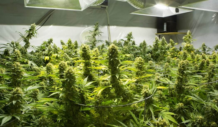 Законно зростає маріхуана в Україні