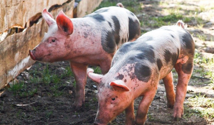 Ветеринарні спеціалісти при розслідуванні чуми