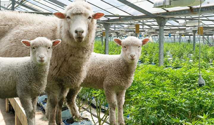 Наркоманы поняли, что рога привлекают внимание