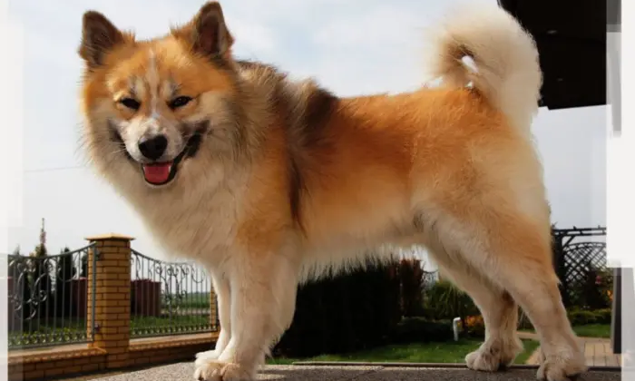 Англійський клуб собаківництва, ісландська вівчарка