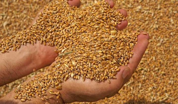 Російські злодії викрадають українське зерно