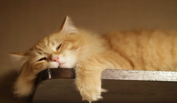 Розумні люди ледарють частіше