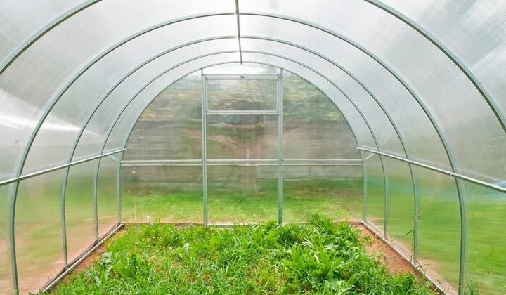 Садження огірків в стаканчики і теплицю