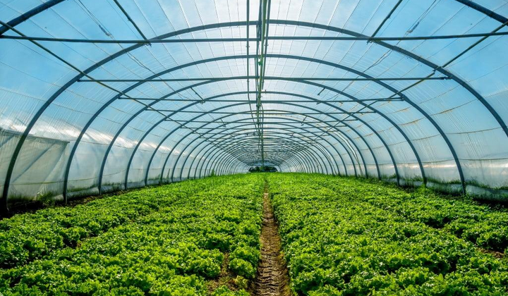 Помідори на розсаду в теплиці