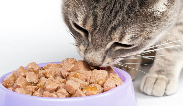 How to switch a cat to wet food?