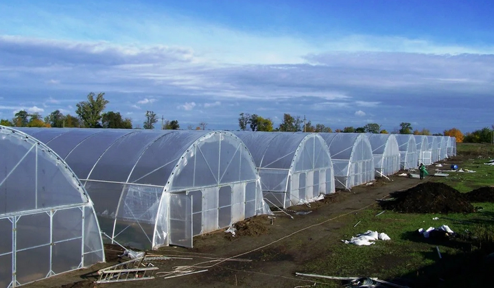 Industrial Greenhouses: A Profitable Business and Fresh Products All Year Round