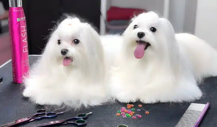 V.O.G DOG SALON in Kyiv takes care of your pet's beauty from paws to tail