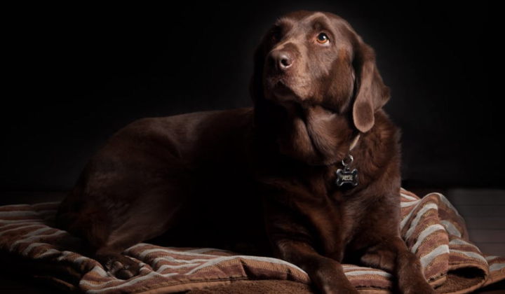 Яким кормом годувати лабрадора?