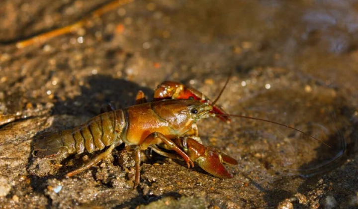 Які штрафи за вилов раків