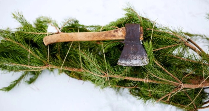 What is the fine for cutting down a Christmas tree