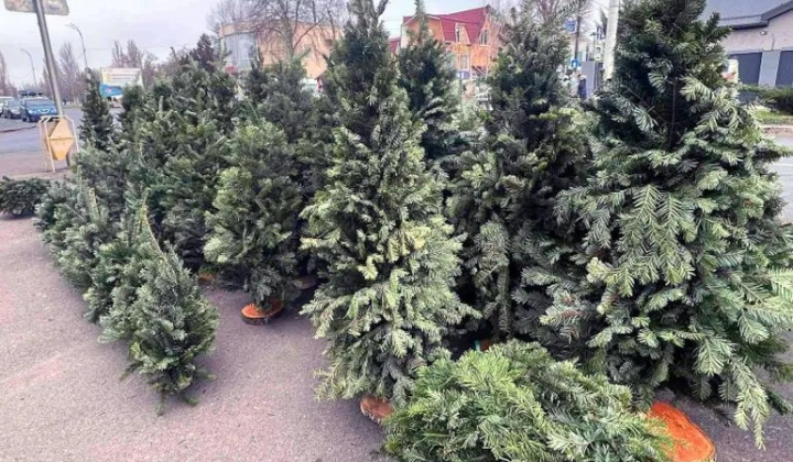 Prices for New Year trees