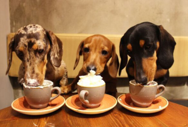 Pet-Friendly in the Company (Pet-Friendly) – A Pet-Friendly Work Environment