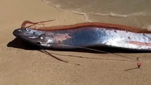 Doomsday fish