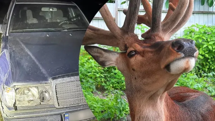 Deer Boris