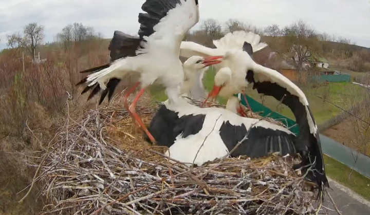 Storks in the Poltava Region