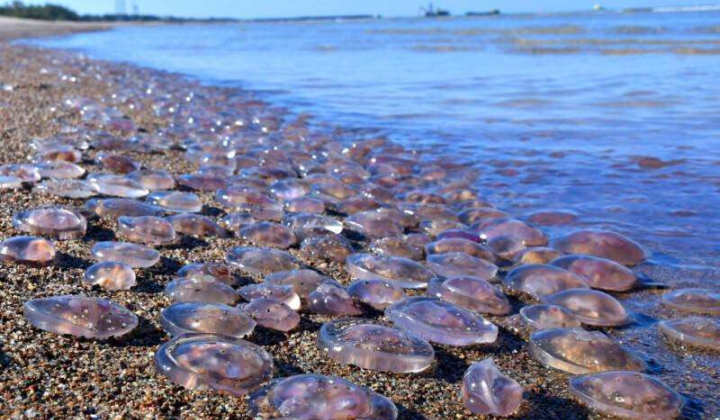 RF is Killing the Fauna of the Azov Sea