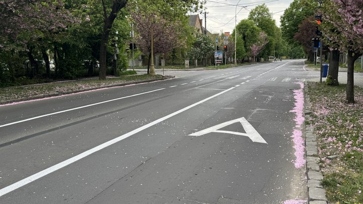 Виділені смуги в Ужгороді