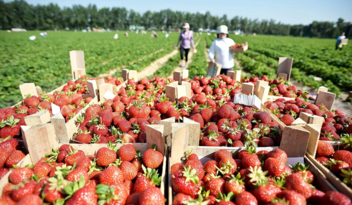 Why strawberries have started to drop in price in Ukraine