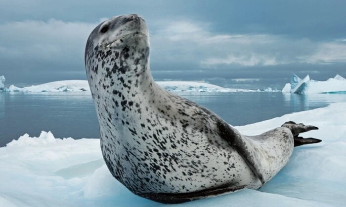 Leopard Seal at Vernadsky Station: Polar Researchers' Video