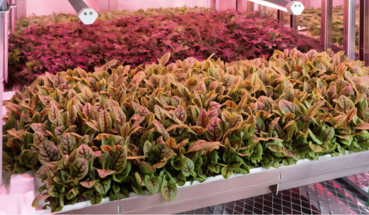 First fully automated vertical vegetable farm