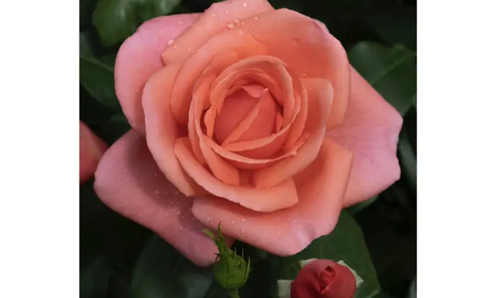 Квітка на честь принцеси Уельської